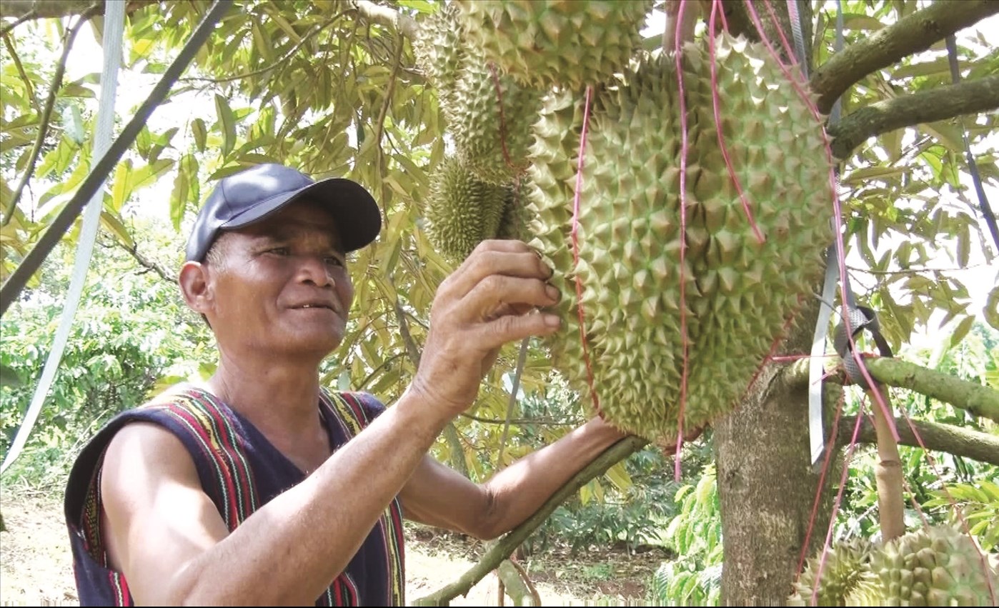 Nông dân Lâm Đồng bên vườn sầu riêng của gia đình