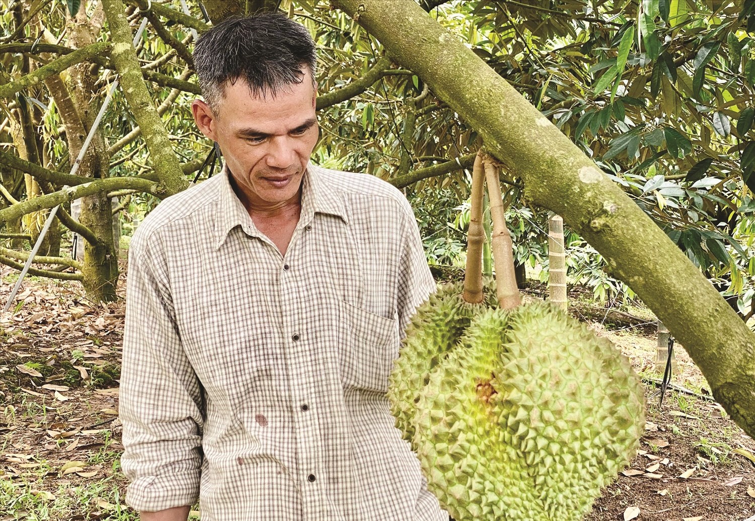 Anh Nguyễn Đại Châu là người tiên phong trong phát triển cây sầu riêng trên mảnh đất đồi xã miền núi Trà Tân. Ảnh Huy Trường
