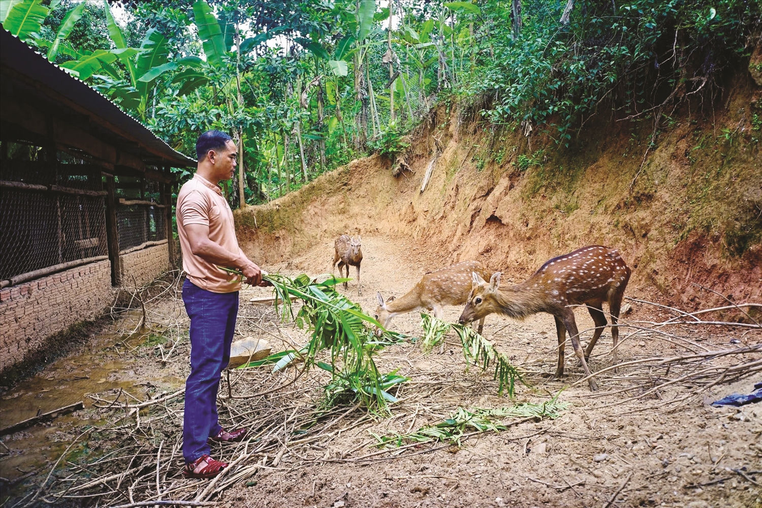 Anh BNướch Ngang phát triển sinh kế với mô hình trồng ba kích tím và nuôi hươu sao