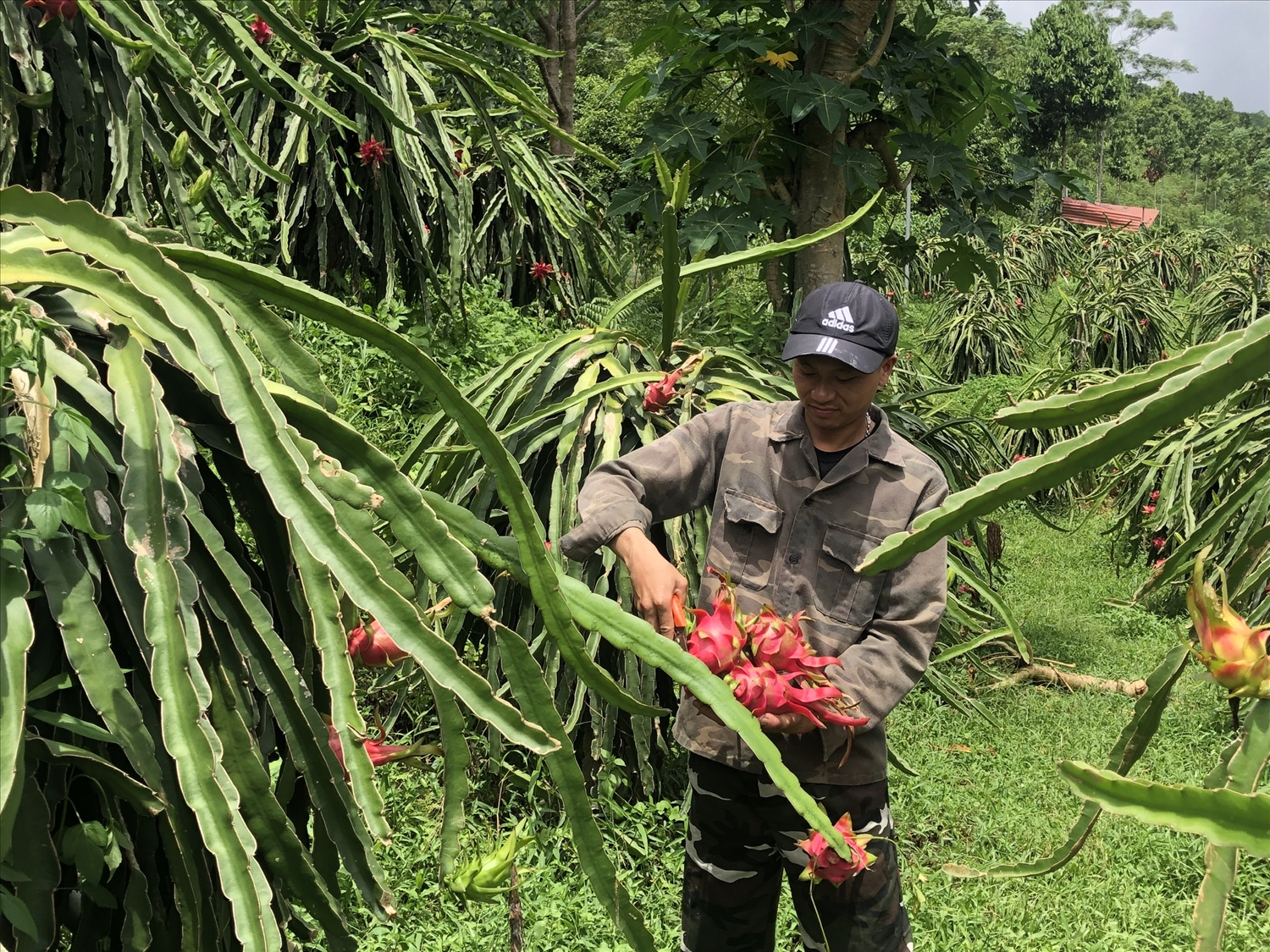 Quỹ Hỗ trợ nông dân tỉnh Lào Cai góp phần nâng cao hiệu quả sản xuất nông nghiệp vùng cao (ảnh Trọng Bảo)