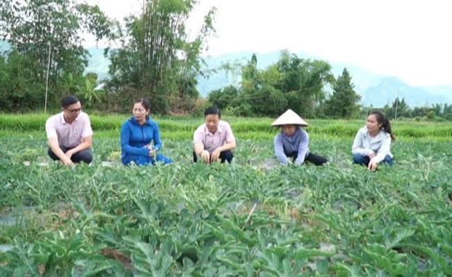 Lãnh đạo Phòng giao dịch NHCSXH Nghĩa Lộ (Lào Cai) thăm quan mô hình trồng dưa hấu tại phường Cầu Thia