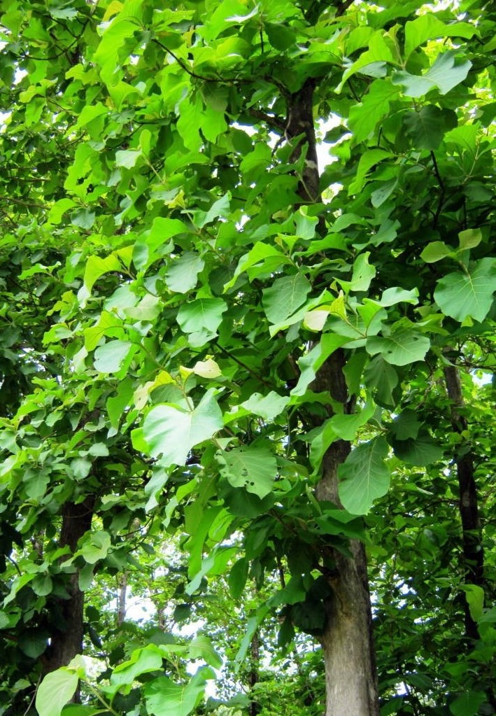 (Tổng hợp) Kỹ thuật trồng rừng tếch 2