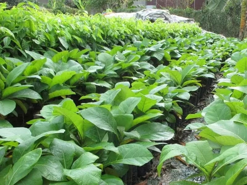 (Tổng hợp) Kỹ thuật trồng rừng tếch 1