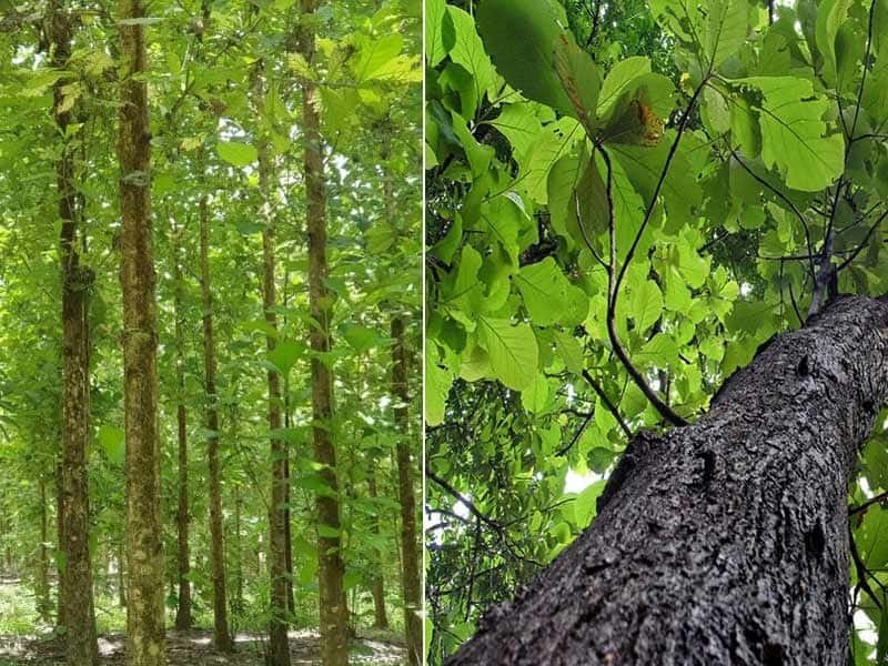 (Tổng hợp) Kỹ thuật trồng rừng tếch