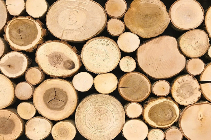 (Tổng hợp) Kỹ thuật trồng rừng tếch 4