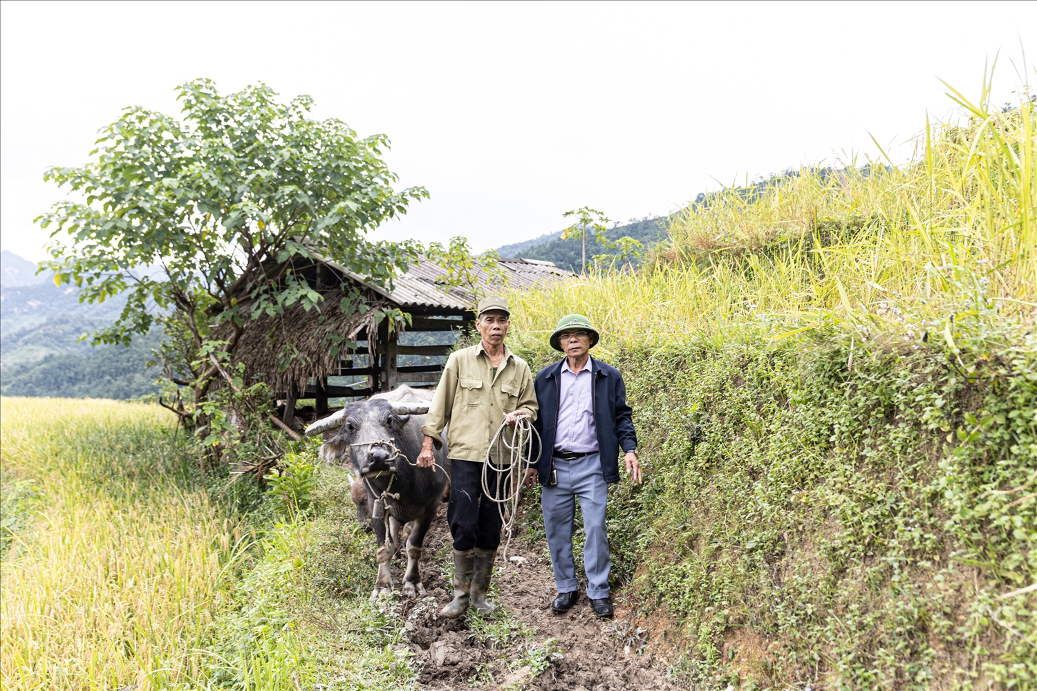 Từ khi có đàn trâu, kinh tế gia đình ông Trần Văn Sảng (bên trái) đã dần ổn định, có vốn tích lũy để đầu tư trở lại sản xuất