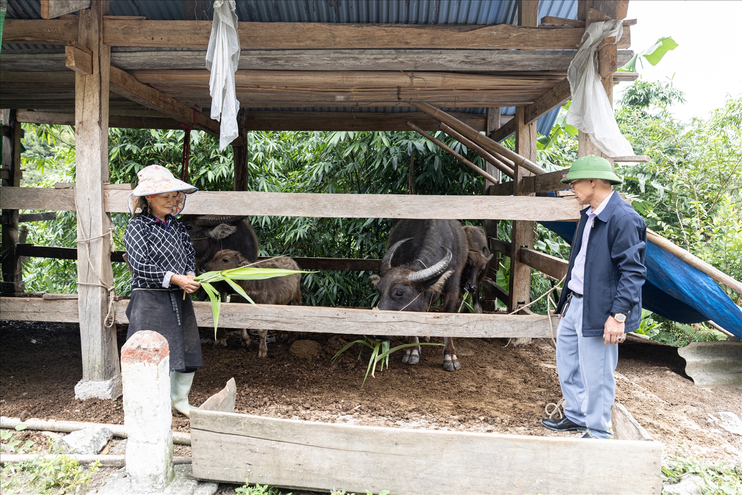 Cán bộ xã Lao Chải hướng dẫn các biện pháp phòng tránh rét cho đàn trâu của gia đình bà Bàn Thị Liệt