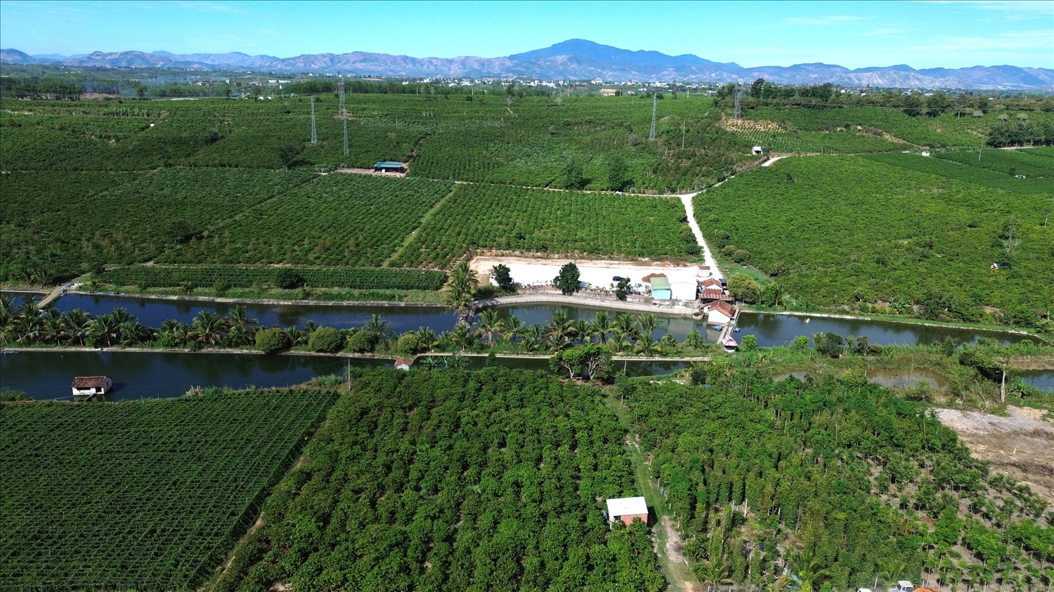 Xã Đăk Hà là địa phương có diện tích cà phê lớn nhất của tỉnh Quảng Ngãi, địa phương đã có nhiều giải pháp để bảo vệ vườn cà phê của người dân trong mùa thu hoạch. (Ảnh: Ngọc Chí)