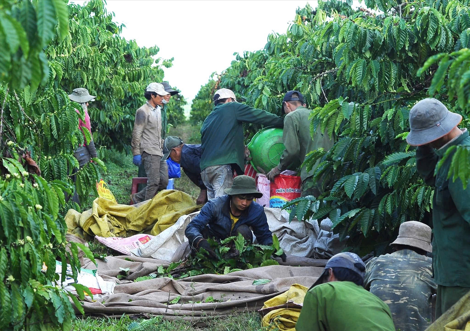 Với sự quan tâm của chính quyền địa phương, người dân xã Đăk Hà yên tâm thu hái cà phê. (Ảnh: Ngọc Chí)
