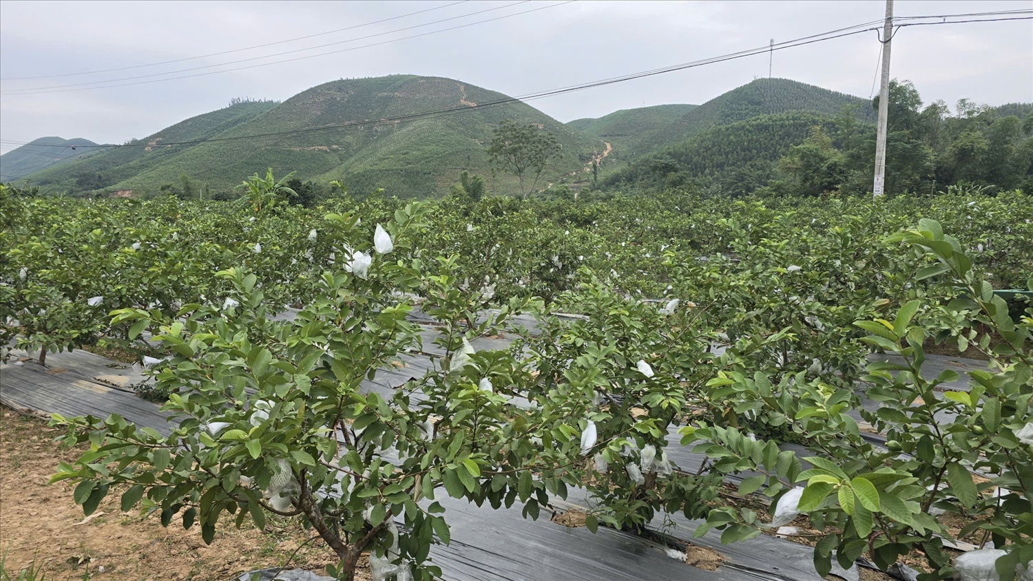 Ổi Hoành Bồ được xác định là một trong những cây trồng chủ lực, gắn với mục tiêu giảm nghèo bền vững ở vùng đồng bào DTTS. Ảnh: Mỹ Dung