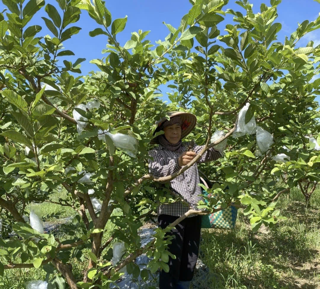 Người dân bọc ổi chống côn trùng chích quả