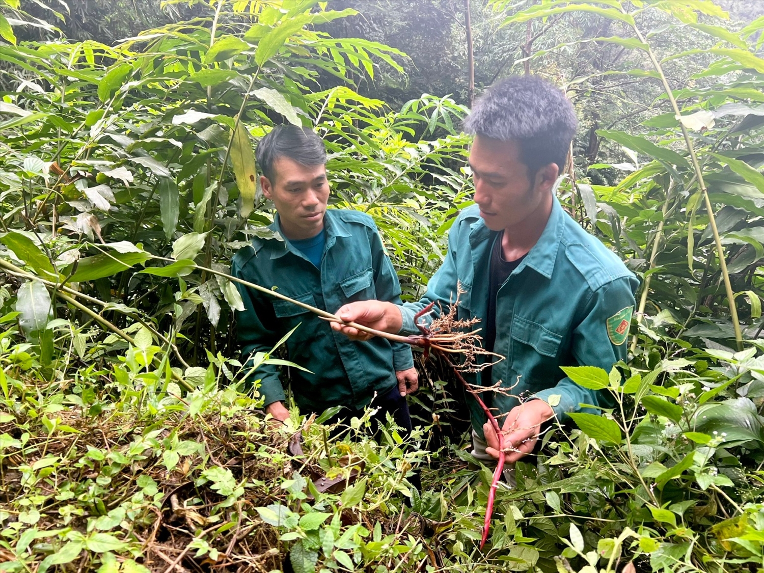 Người dân xã Thu Lũm chia sẻ kinh nghiệm phát triển cây sa nhân.