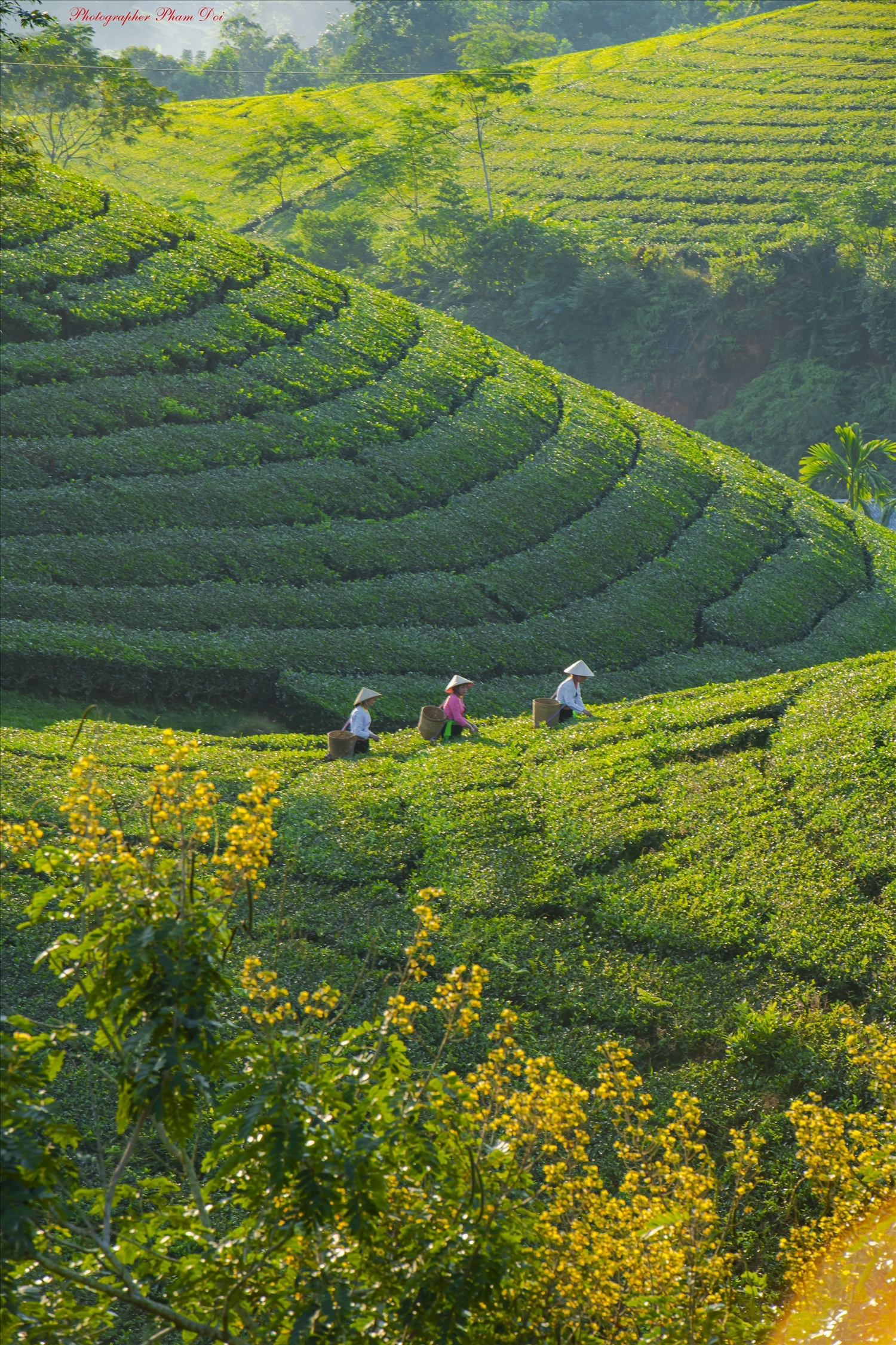 Chiêm ngưỡng vẻ đẹp huyền ảo của đồi chè Long Cốc trong giai đoạn chuyển mùa 5