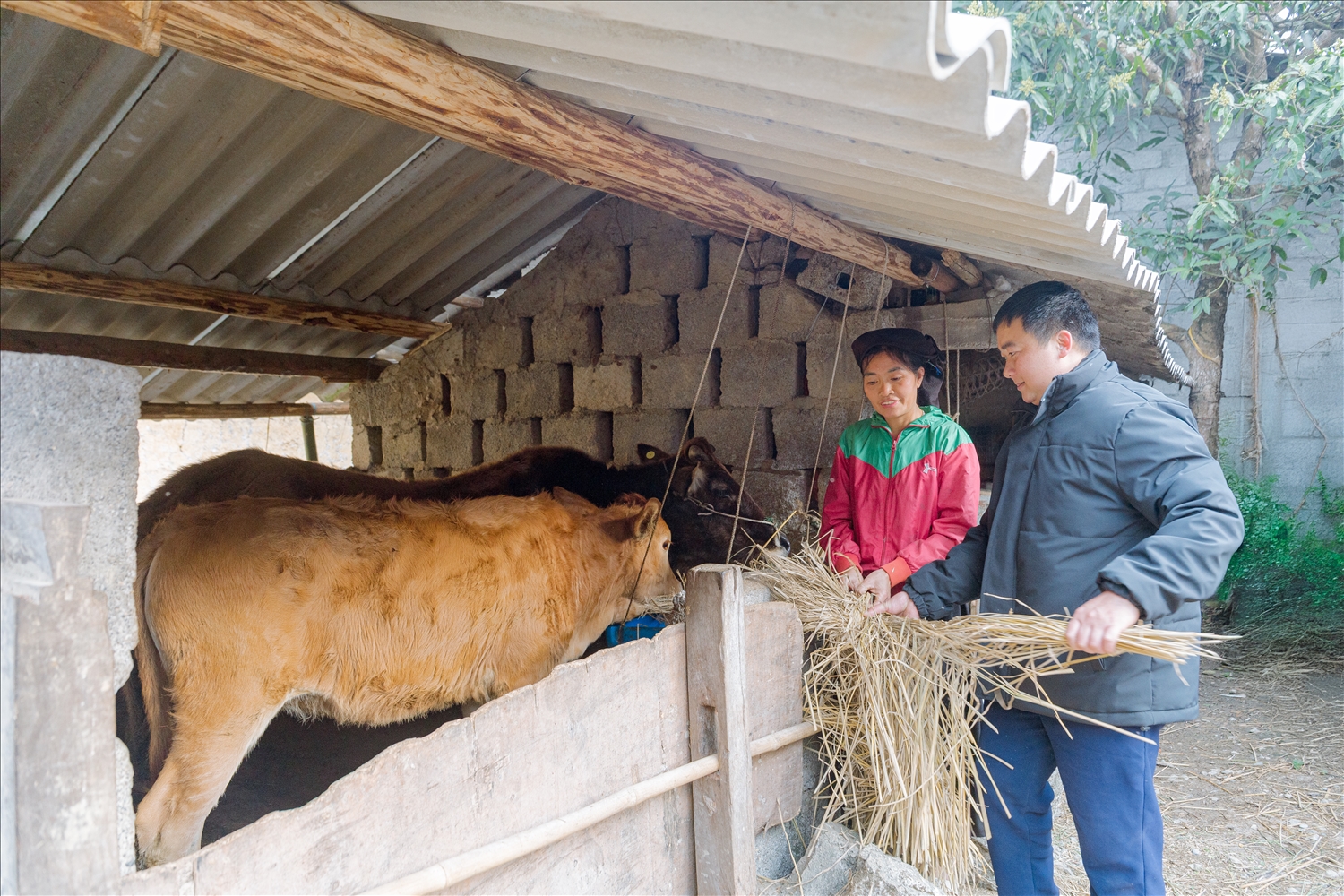 Từ nguồn vốn Dự án 2, gia đình anh Nguyễn Văn Tư (sinh năm 1979), dân tộc Tày, thôn Bản Trưởng đã từng bước vươn lên ổn định cuộc sống và thoát nghèo