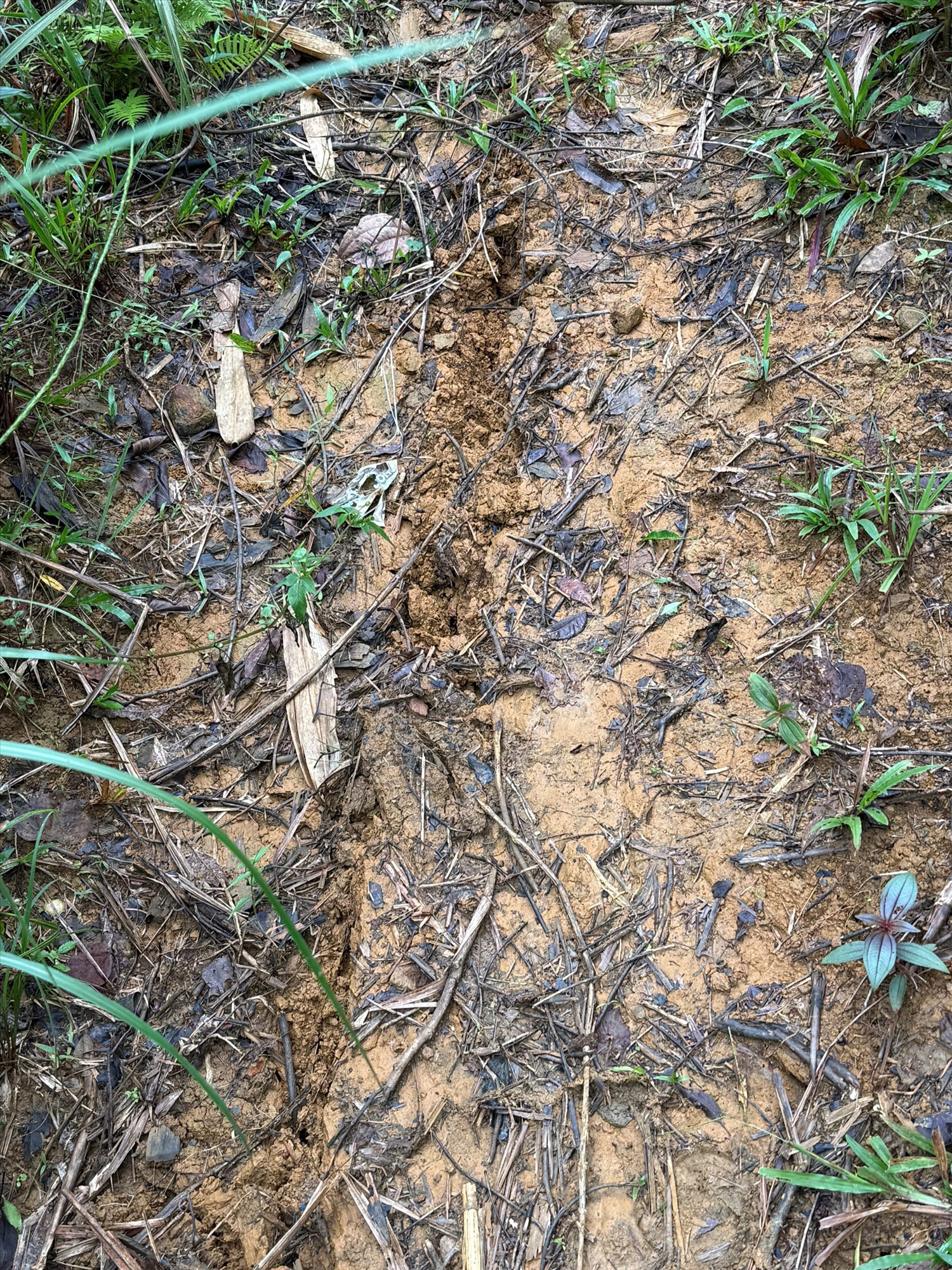 Vết nứt trên đồi ở xã La Dêê. (Ảnh Tân Trà)