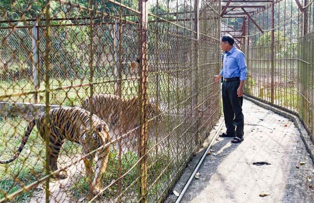 Việc chăm sóc đàn hổ nhiều năm qua là gánh nặng kinh tế vô cùng lớn với chủ trại
