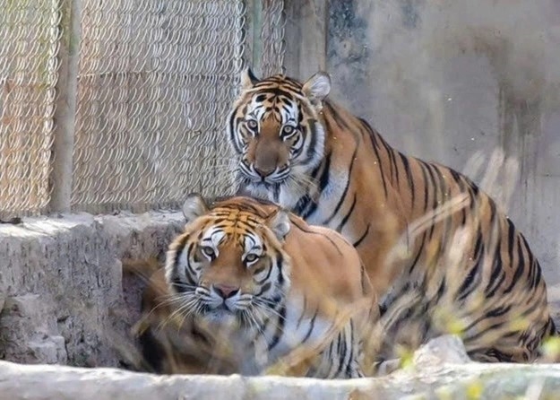 Đàn hổ dự kiến được chuyển giao cho cơ sở nuôi ở Hà Nội