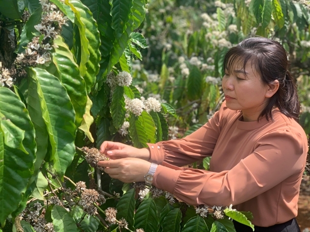 Chương trình tái canh sẽ là “bệ phóng” đưa cà phê Lâm Đồng và cà phê Việt Nam bứt phá về chất lượng, giá trị và bền vững 