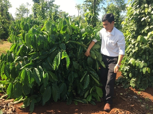 Tái cánh, ghép cải tạo đang đưa Lâm Đồng vững bước là “thủ phủ cà phê chất lượng cao” của cả nước