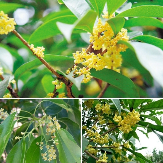 (Tổng hợp) Bài thuốc từ cây quế chi 2