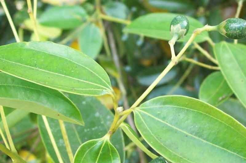 (Tổng hợp) Bài thuốc từ cây quế chi 1