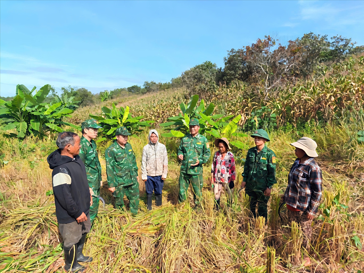 Bộ đội Biên phòng tích cực giúp dân gặt lúa và tuyên truyền cách phòng, chống bão đảm bảo an toàn tính mạng, tài sản cho người dân vùng biên giới