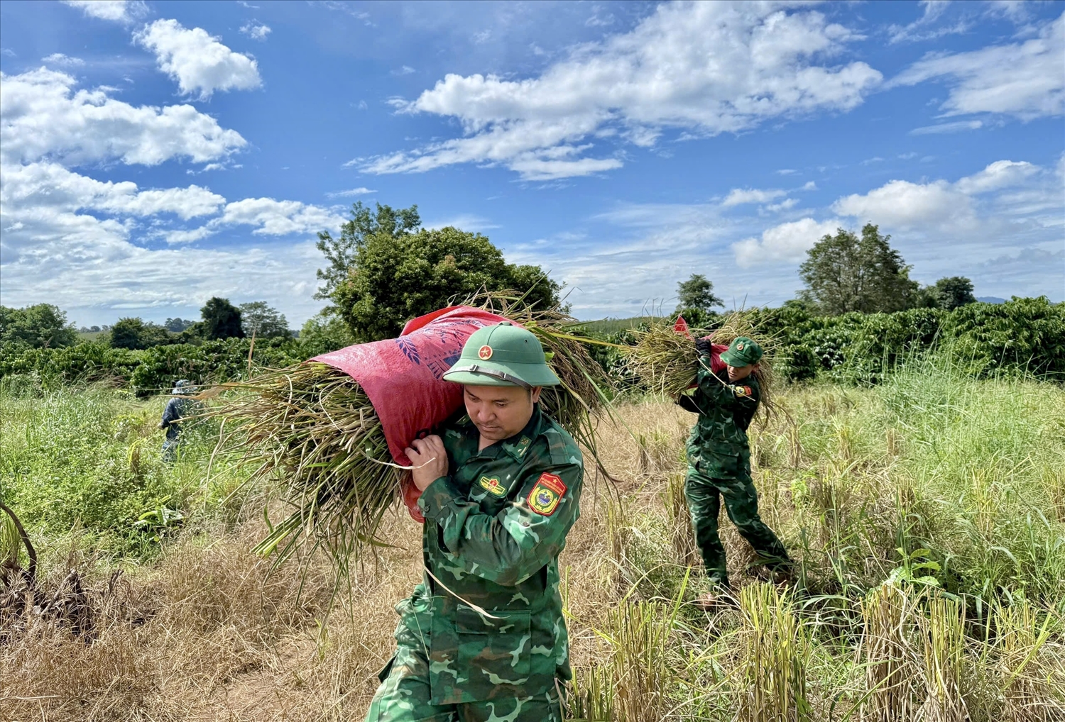 Cán bộ, chiến sĩ Đồn Biên phòng Ia Púch giúp dân thu hoạch lúa "chạy" bão số 13 