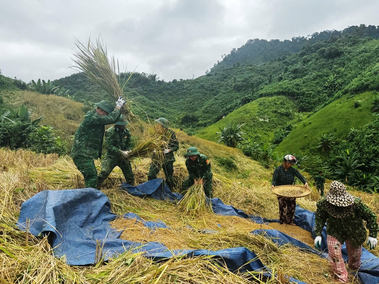 Bộ đội Đồn Biên phòng La Êê giúp dân thu hoạch lúa. (Ảnh Bảo Vương)
