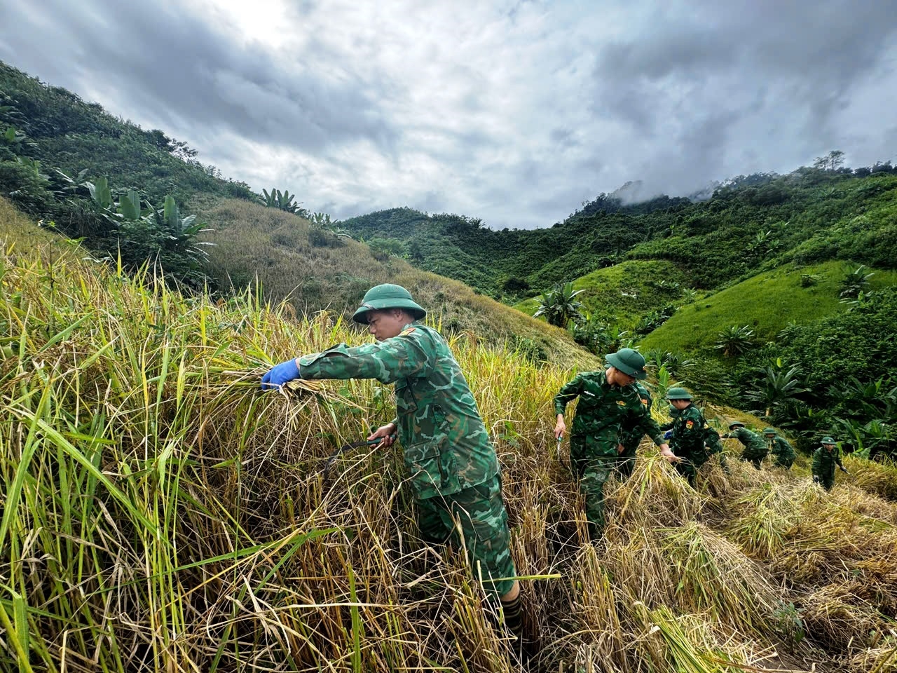 Bộ đội giúp dân gặt lúa trước bão số 13. (Ảnh Bảo Vương)