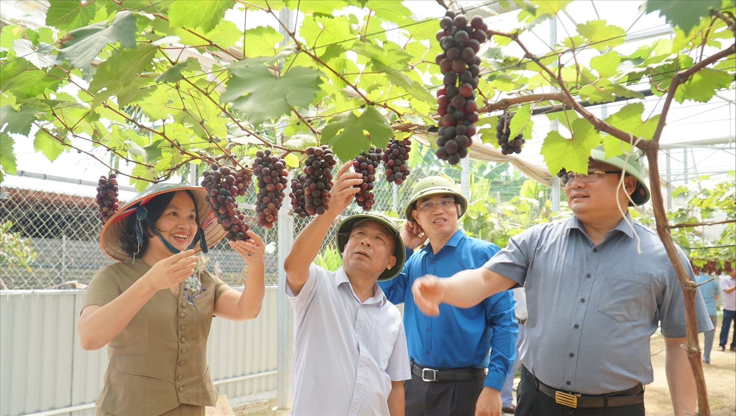 Lãnh đạo tỉnh và ngành Nông nghiệp và Môi trường kiểm tra mô hình trồng nho giá trị cao tại xã Yên Thành - Ảnh: T.H
