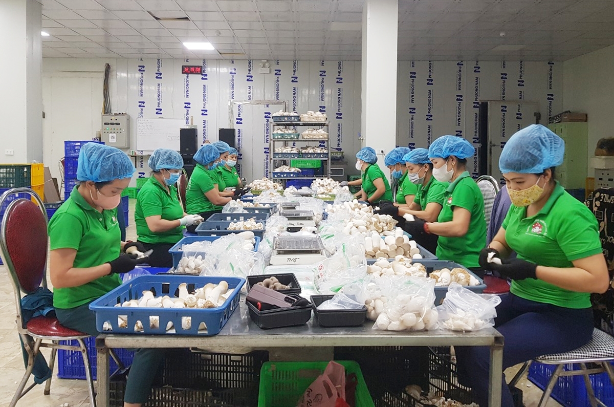 Công nhân Công ty TNHH Nấm Phùng Gia (Phú Thọ) sơ chế và đóng gói sản phẩm nấm tươi đạt tiêu chuẩn OCOP, chuẩn bị cung ứng cho thị trường và du khách.