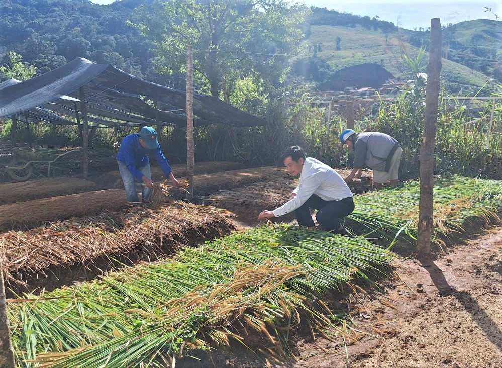 Cán bộ xã Tu Mơ Rông xuống từng làng hướng dẫn đồng bào Xơ Đăng cách ươm cây giống cà phê. (Ảnh: Ngọc Chí)