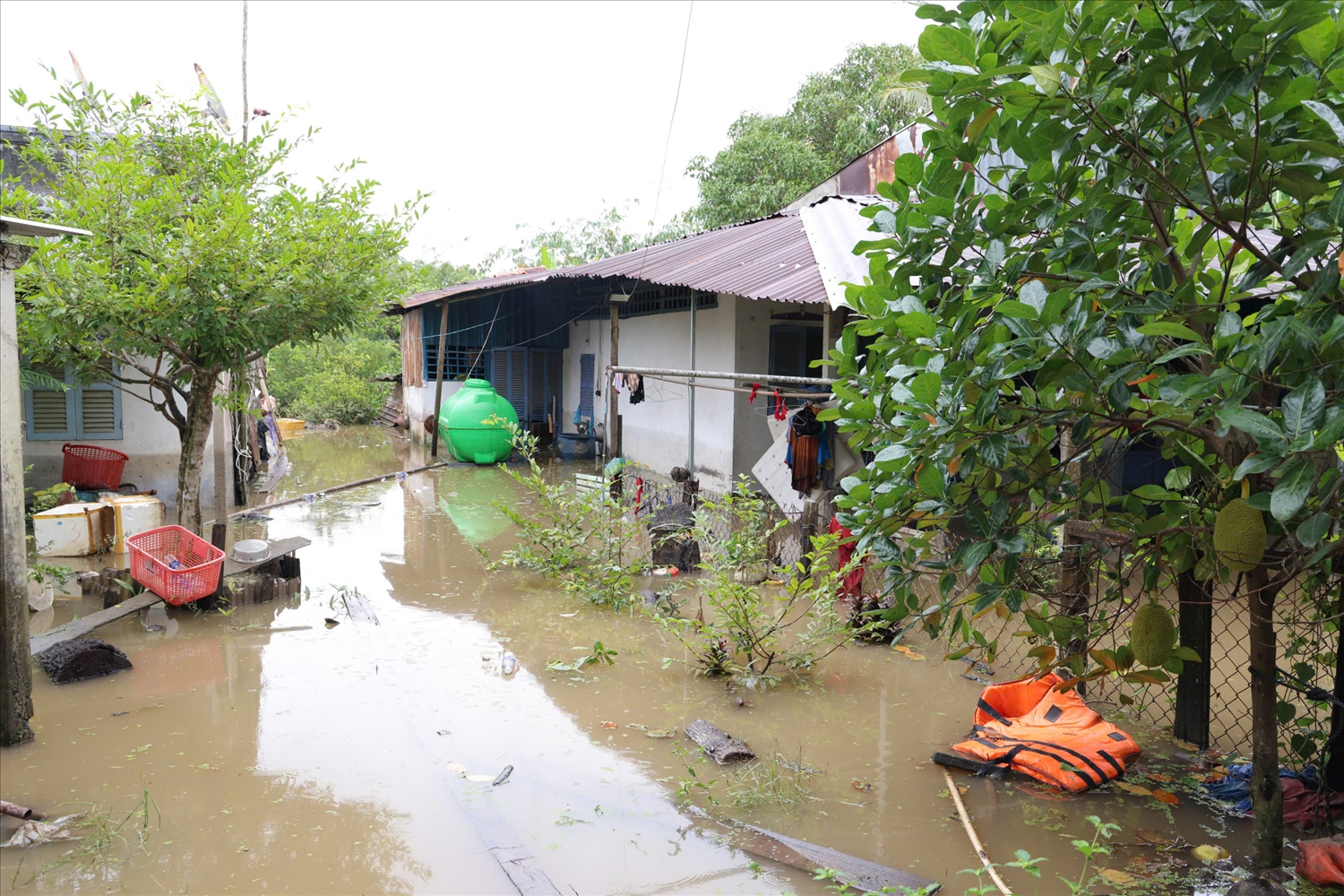 Đê bao sạt lở gây ngập nhà một số hộ dân và vườn cây