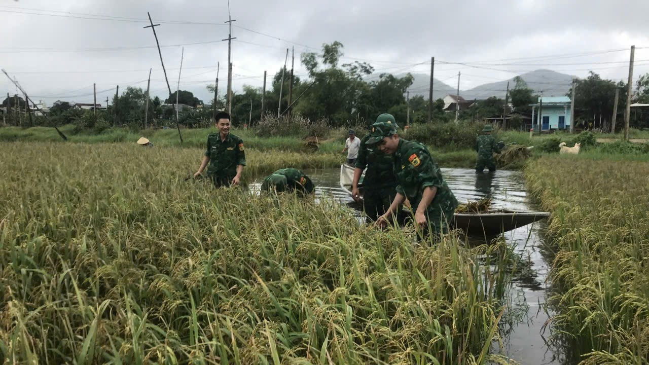 Lực lượng chức năng Gia Lai giúp dân gặt lúa trước bão. (Ảnh Quý Quý)