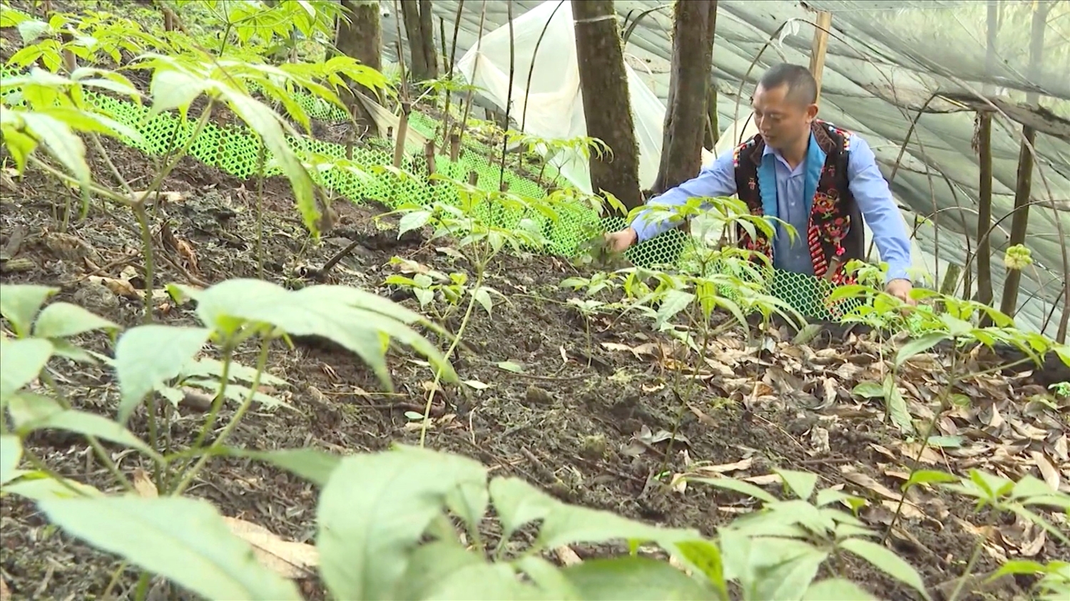 Người dân Sì Lở Lầu, tỉnh Lai Châu chăm sóc vườn Sâm 