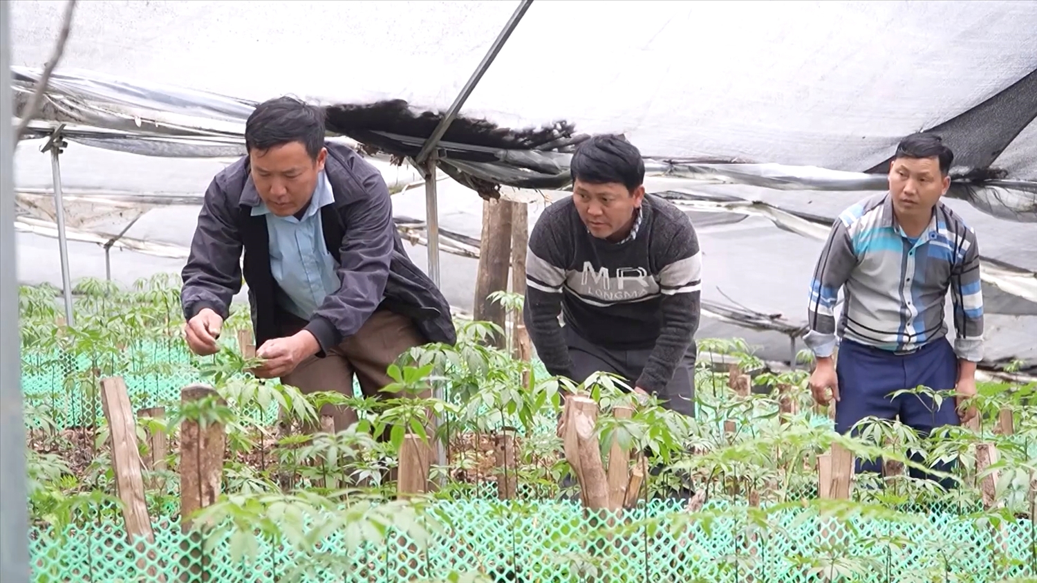 Nhân dân xã Khun Há trồng Sâm Lai Châu.