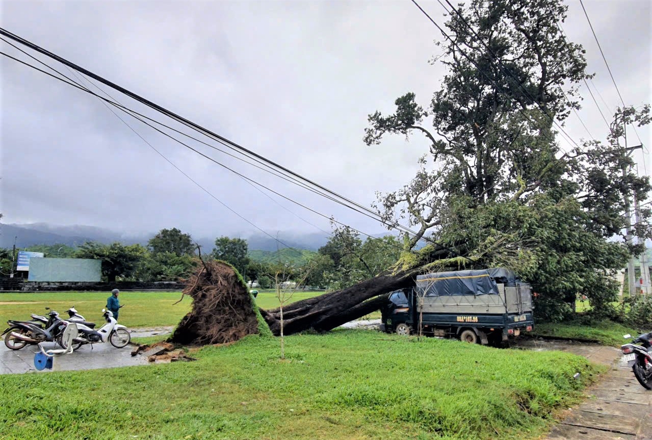 Bão số 13 quật ngã cây cổ thụ ở xã Đăk Rve. (Ảnh: Ngọc Chí)
