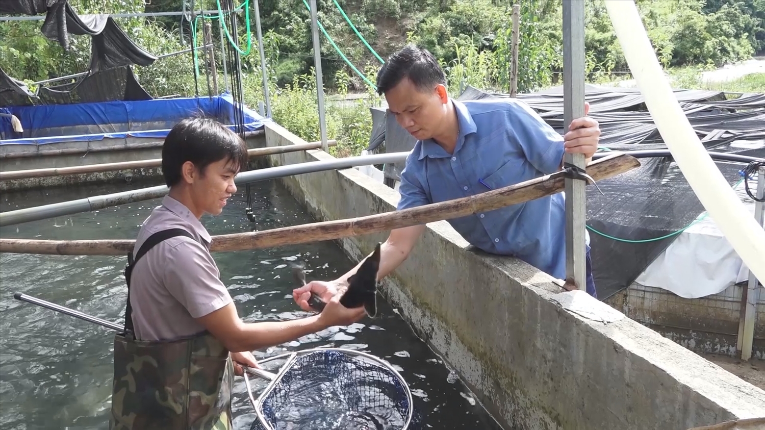 Người dân Hua Bum nuôi cá tầm để phát triển kinh tế, nâng cao thu nhập