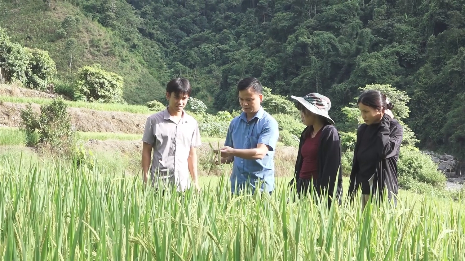 Nhân dân áp dụng khoa học kỹ thuật vào canh tác lúa.