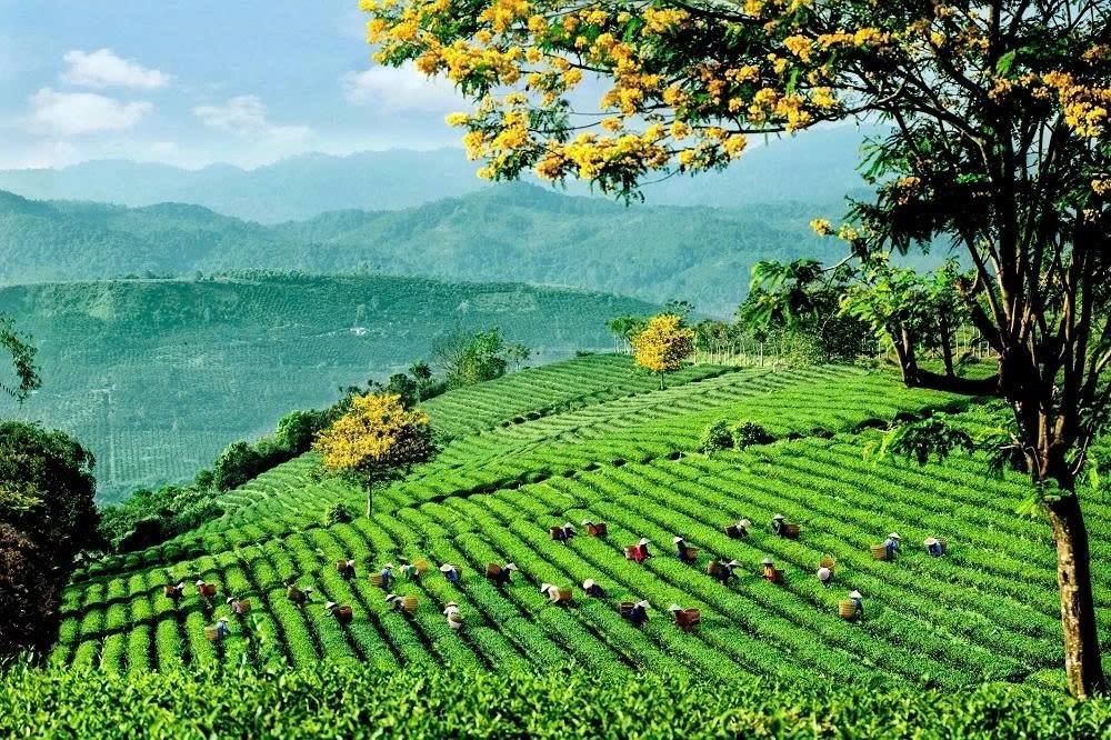 Lễ hội Trà quốc tế 2025 lần đầu tiên được tổ chức tại Việt Nam