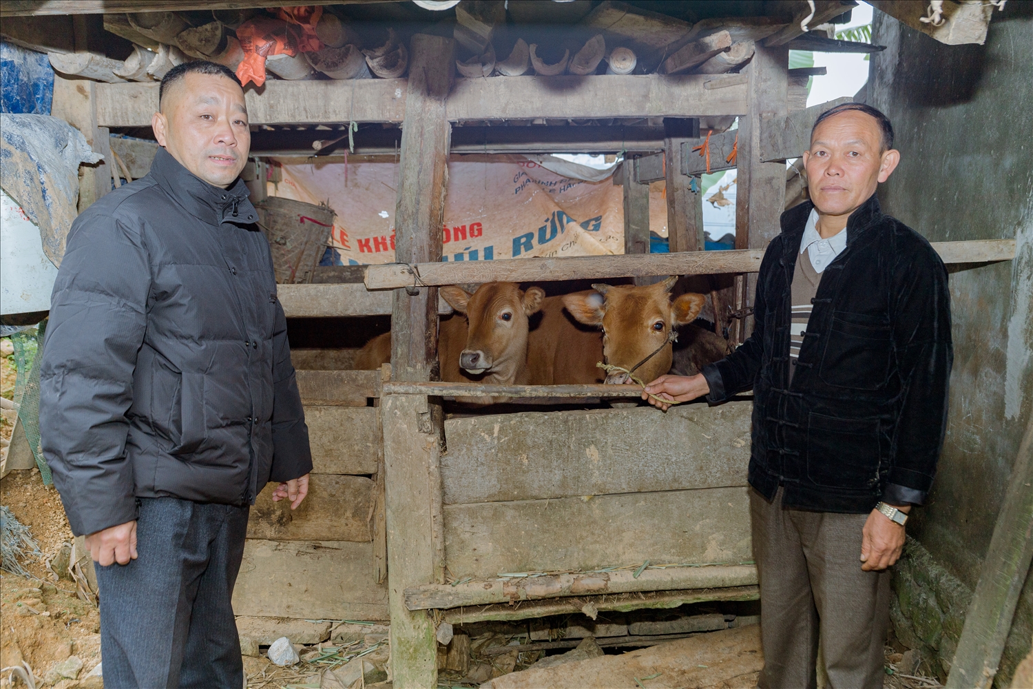 Tháng 3/2024, gia đình ông Mua Mí Và (bên phải) được hỗ trợ 36 triệu đồng để chăn nuôi bò sinh sản