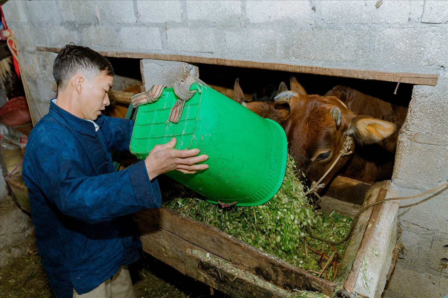 Anh Mua Chứ Sá chăm sóc đàn bò của gia đình mình