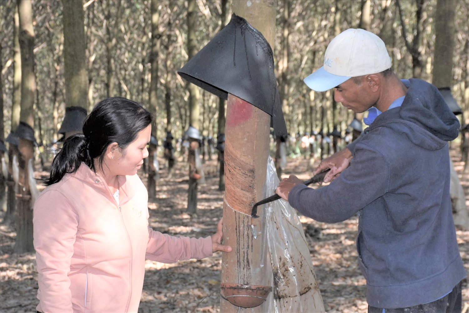 Anh A Hưih thôn Đăk Krăk vươn lên thoát nghèo nhờ trồng cây cao su và chăn nuôi bò. Ảnh: Ngọc Chí