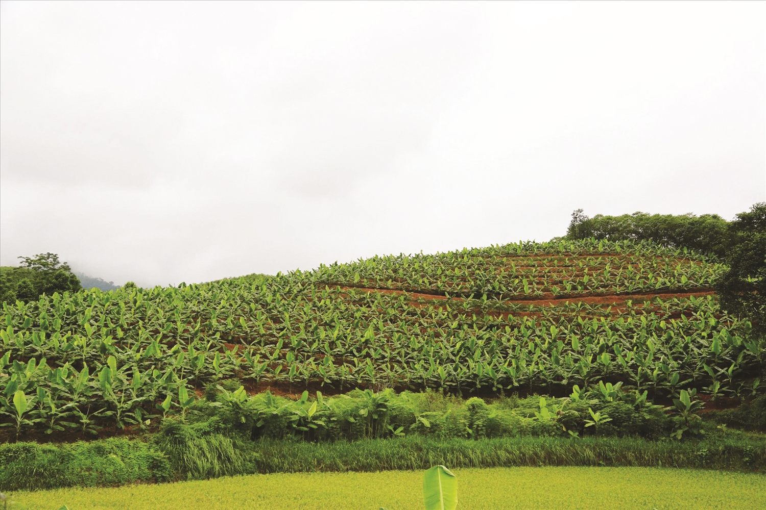  Chuối được trồng trên các vạt đồi có điều kiện thổ nhưỡng phù hợp