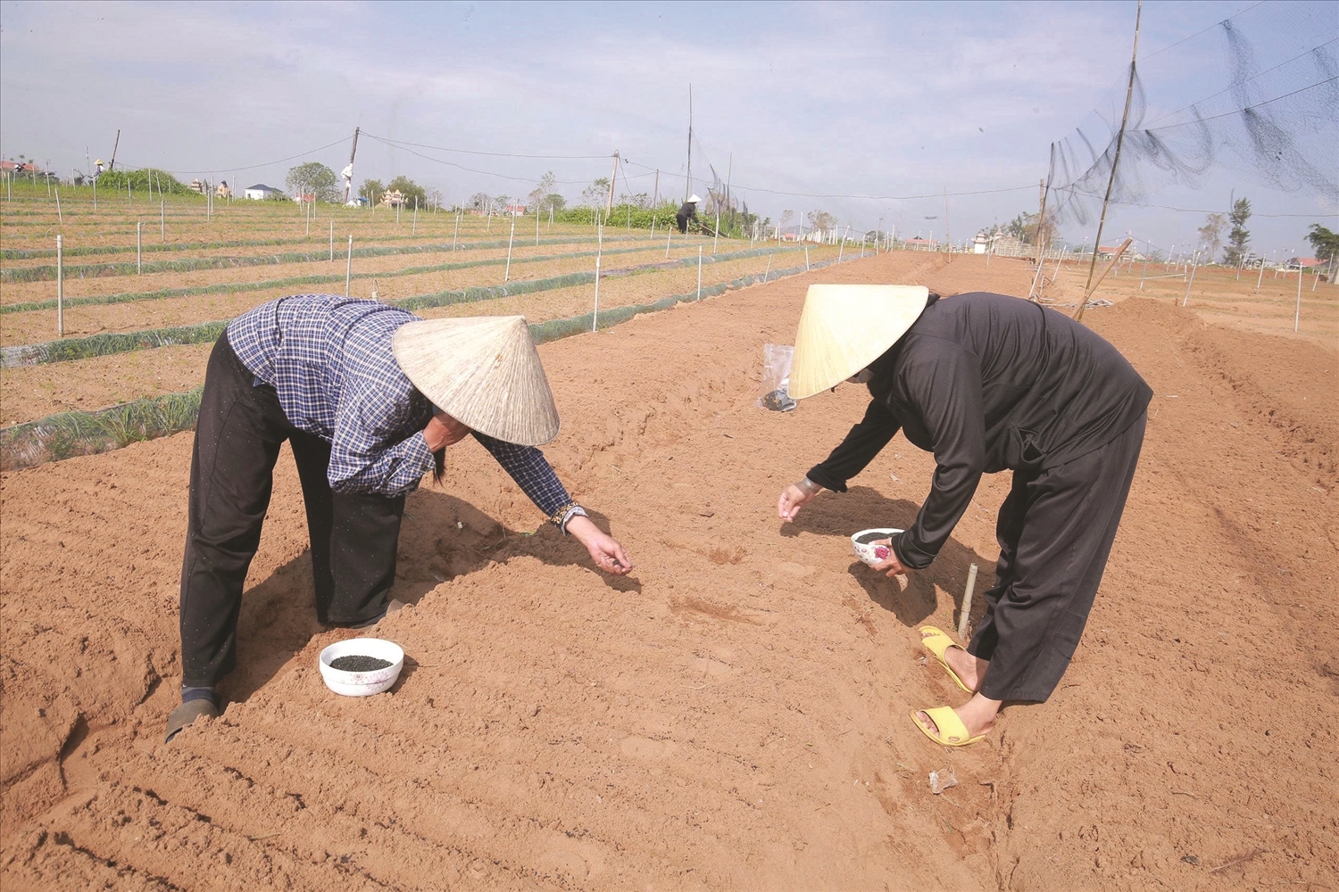 Người dân thôn Bình Minh, phường Quỳnh Mai ra đồng cày đất, làm cỏ, ươm hy vọng từ những mầm xanh nhỏ nhoi