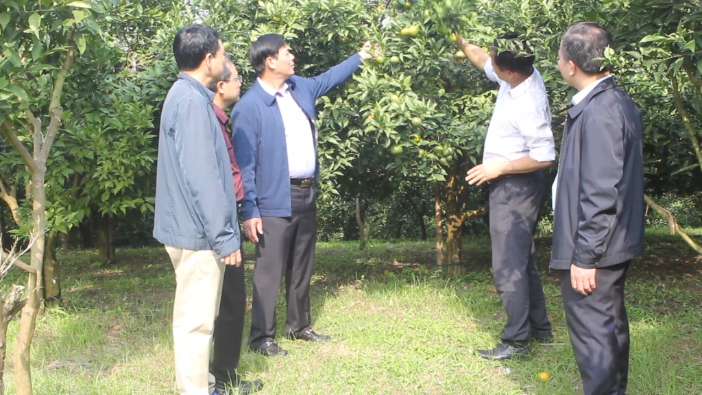 Đoàn đại biểu Người có uy tín Cao Bằng tham quan học tập mô hình trồng cam ở Cao Phong, tỉnh Phú Thọ.