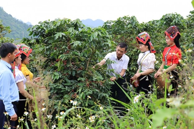 Triển khai Dự án 3, Chương trình MTQG 1719, cà phê là một trong 8 chuỗi sản xuất ở Sơn La.