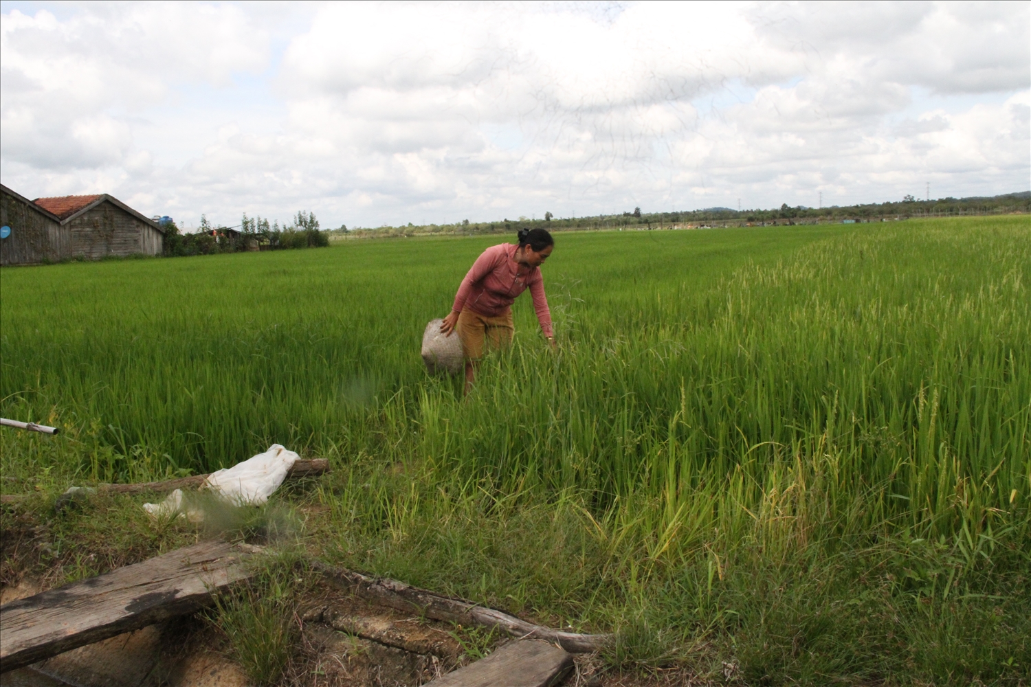 Người dân buôn Ba Na tập trung chăm lo phát triển kinh tế, đến nay buôn không còn tảo hôn