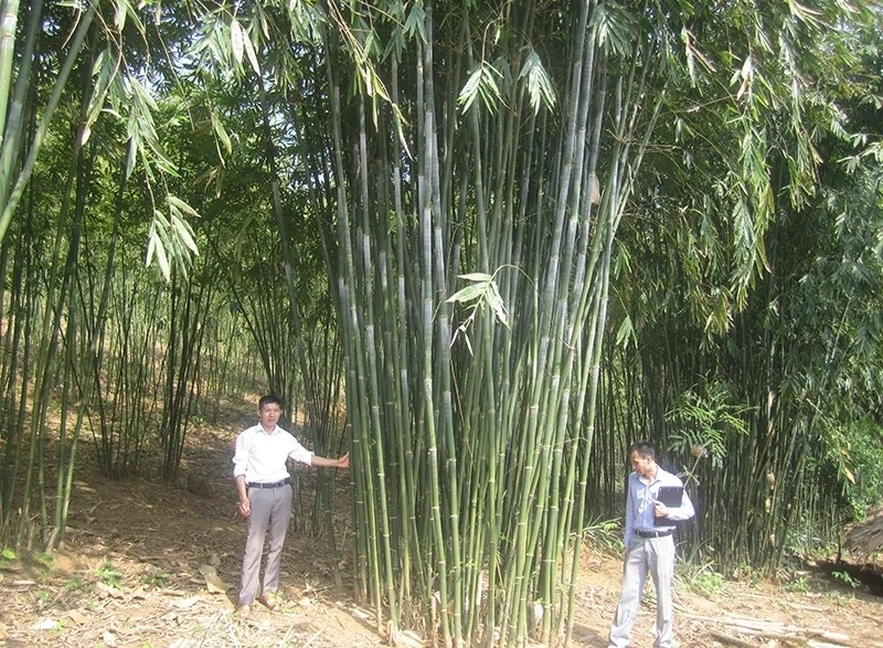 Người có uy tín vận động, hướng dẫn bà con áp dụng tiến bộ vào sản xuất nâng cao hiệu quả từ các mô hình sinh kế