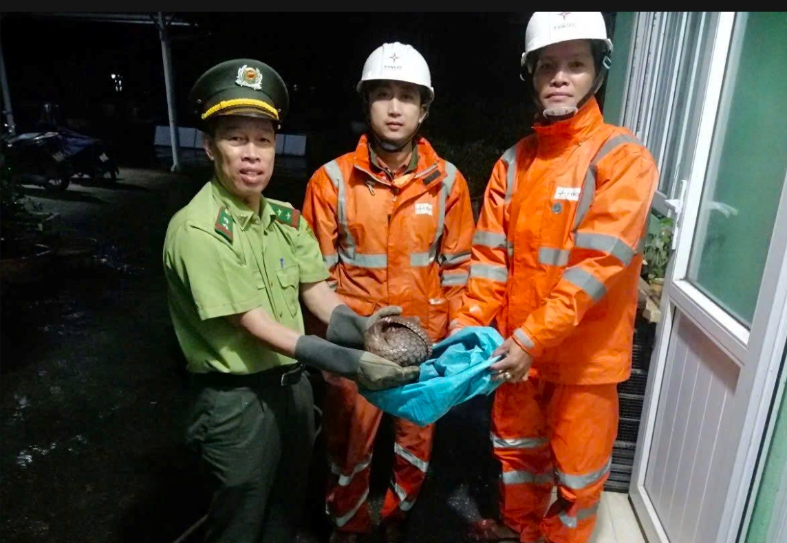 Chi cục Kiểm lâm TP.Huế tiếp nhận cá thể tê tê do hai nhân viên điện lực giao nộp. (Ảnh: Đ.Quang)